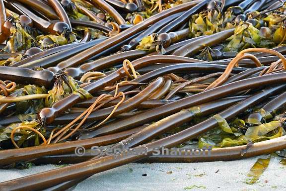 kelp on beach 3800 2 graphic